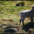 Młoda owieczka :)