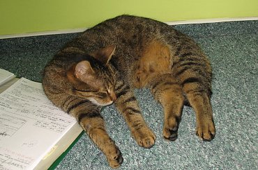 Od roku jest naszym biurowym tygryskiem #Czupurki #Snejki #Koty