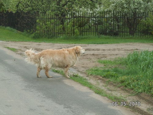 W drodze powrotnej trochę się olzywiła i zamieniła kilka słów z sąsiadami