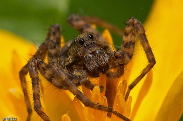 Smatrij w maje gałaza... #makro #owady #pająk #arietiss