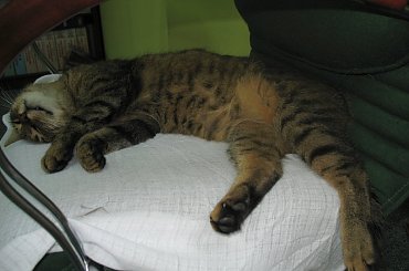 Od roku jest naszym biurowym tygryskiem #Czupurki #Snejki #Koty