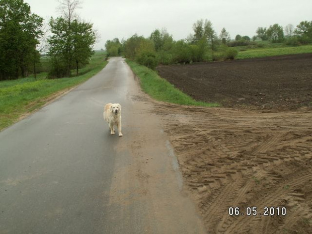 Corsa sugerowała na łączkę