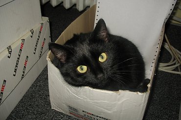 Koteczka, która trafiła do mojej stołówki.
Odkarmiona, wyleczona znalazła własny domek #Pysia #Koty