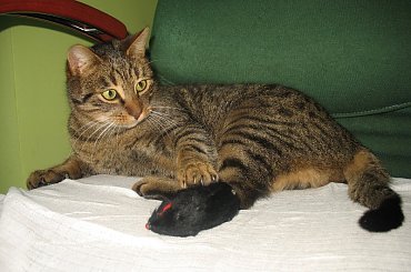 Od roku jest naszym biurowym tygryskiem #Czupurki #Snejki #Koty