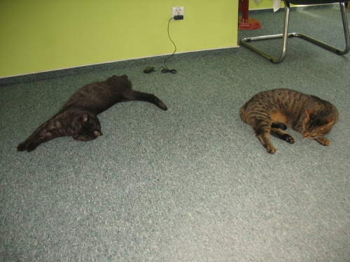 Od roku jest naszym biurowym tygryskiem #Czupurki #Snejki #Koty