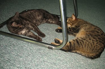 Od roku jest naszym biurowym tygryskiem #Czupurki #Snejki #Koty