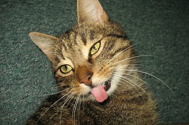 Od roku jest naszym biurowym tygryskiem #Czupurki #Snejki #Koty