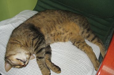 Od roku jest naszym biurowym tygryskiem #Czupurki #Snejki #Koty