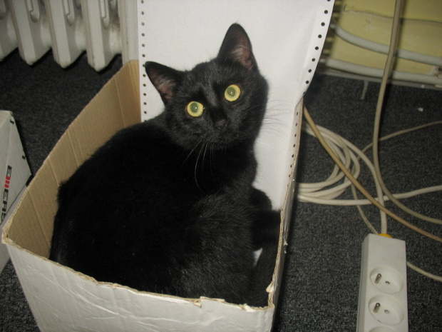 Koteczka, która trafiła do mojej stołówki.
Odkarmiona, wyleczona znalazła własny domek #Pysia #Koty
