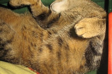 Od roku jest naszym biurowym tygryskiem #Czupurki #Snejki #Koty