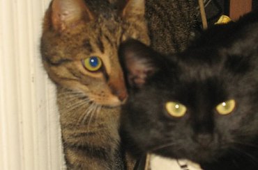 Koteczka, która trafiła do mojej stołówki.
Odkarmiona, wyleczona znalazła własny domek #Pysia #Koty