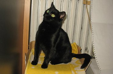 Koteczka, która trafiła do mojej stołówki.
Odkarmiona, wyleczona znalazła własny domek #Pysia #Koty