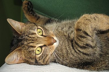 Od roku jest naszym biurowym tygryskiem #Czupurki #Snejki #Koty