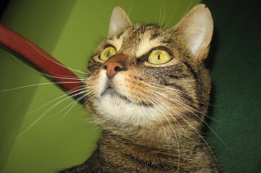 Od roku jest naszym biurowym tygryskiem #Czupurki #Snejki #Koty