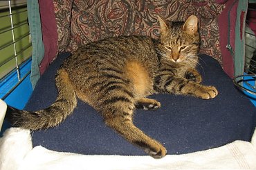 Od roku jest naszym biurowym tygryskiem #Czupurki #Snejki #Koty