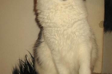 Moje domowe puchatki - 4-letnie rodzeństwo #Kocianki #Jusia #Dyzio #koty