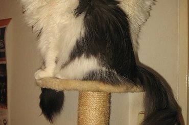 Moje domowe puchatki - 4-letnie rodzeństwo #Kocianki #Jusia #Dyzio #koty