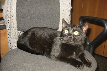 Koteczka, która trafiła do mojej stołówki.
Odkarmiona, wyleczona znalazła własny domek #Pysia #Koty