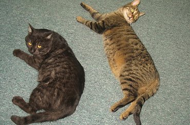 Od roku jest naszym biurowym tygryskiem #Czupurki #Snejki #Koty