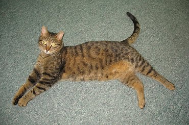 Od roku jest naszym biurowym tygryskiem #Czupurki #Snejki #Koty