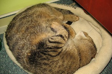 Od roku jest naszym biurowym tygryskiem #Czupurki #Snejki #Koty