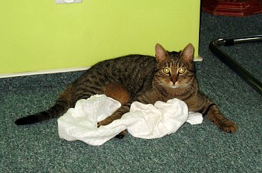 Od roku jest naszym biurowym tygryskiem #Czupurki #Snejki #Koty