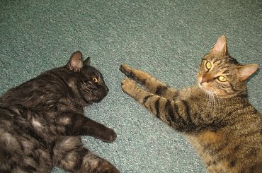 Od roku jest naszym biurowym tygryskiem #Czupurki #Snejki #Koty