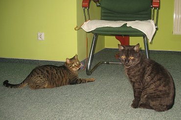 Od roku jest naszym biurowym tygryskiem #Czupurki #Snejki #Koty