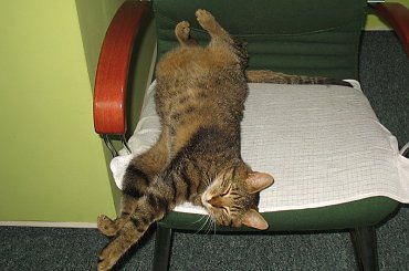 Od roku jest naszym biurowym tygryskiem #Czupurki #Snejki #Koty