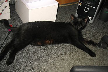 Koteczka, która trafiła do mojej stołówki.
Odkarmiona, wyleczona znalazła własny domek #Pysia #Koty