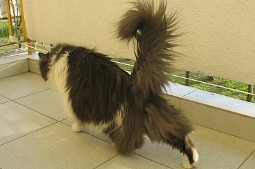 Moje domowe puchatki - 4-letnie rodzeństwo #Kocianki #Jusia #Dyzio #koty