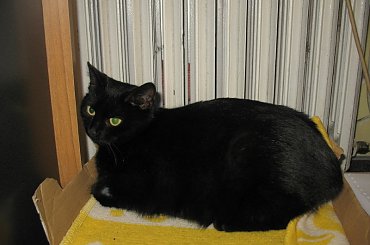 Koteczka, która trafiła do mojej stołówki.
Odkarmiona, wyleczona znalazła własny domek #Pysia #Koty