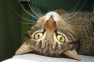 Od roku jest naszym biurowym tygryskiem #Czupurki #Snejki #Koty