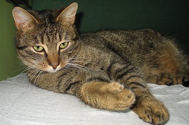 Od roku jest naszym biurowym tygryskiem #Czupurki #Snejki #Koty