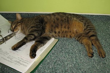 Od roku jest naszym biurowym tygryskiem #Czupurki #Snejki #Koty