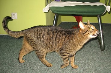 Od roku jest naszym biurowym tygryskiem #Czupurki #Snejki #Koty