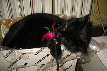 Koteczka, która trafiła do mojej stołówki.
Odkarmiona, wyleczona znalazła własny domek #Pysia #Koty