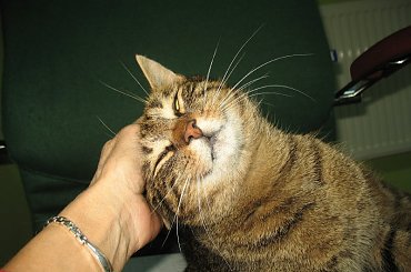 Od roku jest naszym biurowym tygryskiem #Czupurki #Snejki #Koty