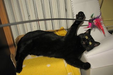 Koteczka, która trafiła do mojej stołówki.
Odkarmiona, wyleczona znalazła własny domek #Pysia #Koty