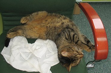 Od roku jest naszym biurowym tygryskiem #Czupurki #Snejki #Koty