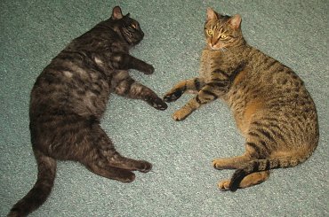 Od roku jest naszym biurowym tygryskiem #Czupurki #Snejki #Koty