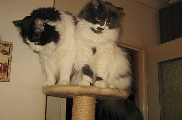 Moje domowe puchatki - 4-letnie rodzeństwo #Kocianki #Jusia #Dyzio #koty