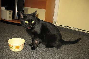 Koteczka, która trafiła do mojej stołówki.
Odkarmiona, wyleczona znalazła własny domek #Pysia #Koty