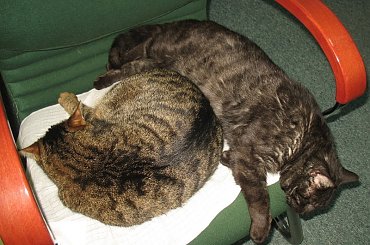 Od roku jest naszym biurowym tygryskiem #Czupurki #Snejki #Koty