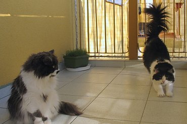 Moje domowe puchatki - 4-letnie rodzeństwo #Kocianki #Jusia #Dyzio #koty