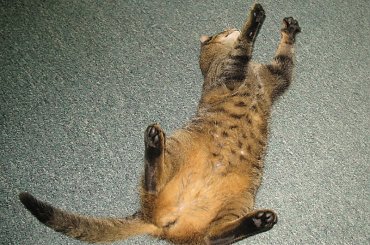 Od roku jest naszym biurowym tygryskiem #Czupurki #Snejki #Koty