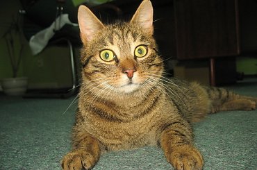 Od roku jest naszym biurowym tygryskiem #Czupurki #Snejki #Koty