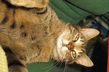 Od roku jest naszym biurowym tygryskiem #Czupurki #Snejki #Koty