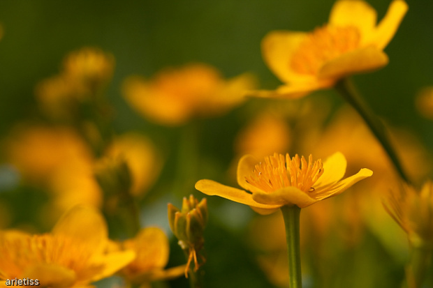 Zielono-żółto... #kwiaty #kaczeńce #łąka #wiosna #natura #arietiss