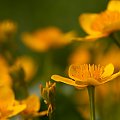 Zielono-żółto... #kwiaty #kaczeńce #łąka #wiosna #natura #arietiss